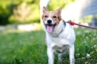 Собаки приюта в дар, в добрые руки! - Изображение #8, Объявление #534322