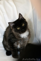 Сенечка-малыш=) - Изображение #2, Объявление #765764