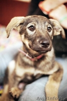 Герда-замечательный щенок!!! - Изображение #1, Объявление #778166