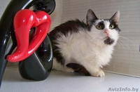 ВАСИЛИСА – хрупкая и нежная молодая кошечка - Изображение #6, Объявление #774195