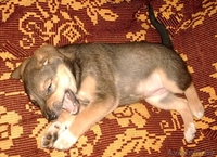 Щеночки-карапузики в  дар! - Изображение #3, Объявление #775367