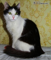 АСИЙ - бело-черный полупушистый красавец, 1,5 года, В ДАР - Изображение #1, Объявление #777072