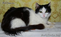 АСИЙ - бело-черный полупушистый красавец, 1,5 года, В ДАР - Изображение #3, Объявление #777072