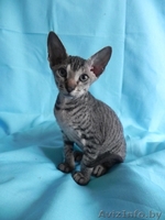 Котята ДОНСКОЙ СФИНКС - Изображение #7, Объявление #773846
