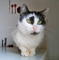 ВАСИЛИСА – хрупкая и нежная молодая кошечка - Изображение #7, Объявление #774195