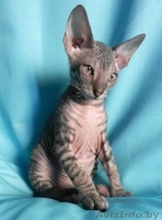 Котята ДОНСКОЙ СФИНКС - Изображение #1, Объявление #773846