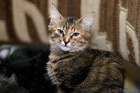 Киса-Кисуля - девочка-красавица! - Изображение #2, Объявление #765769