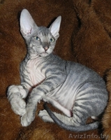 Котята ДОНСКОЙ СФИНКС - Изображение #8, Объявление #773846