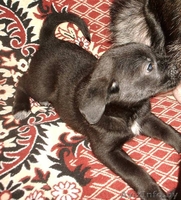 Щеночки-карапузики в  дар! - Изображение #5, Объявление #775367