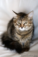 Киса-Кисуля - девочка-красавица! - Изображение #1, Объявление #765769