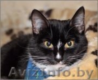 Бьорк - красота с глазами цвета луны в дар! - Изображение #2, Объявление #773392