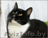 Бьорк - красота с глазами цвета луны в дар! - Изображение #3, Объявление #773392