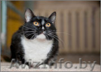 Бьорк - красота с глазами цвета луны в дар! - Изображение #4, Объявление #773392