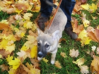 Отдается щенок-девочка в добрые руки! - Изображение #2, Объявление #780647