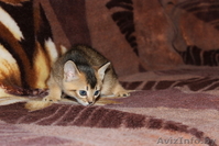 Предлагаем купить абиссинского котенка - Изображение #2, Объявление #768291