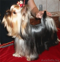 щенок йоркширского терьера, мальчик - Изображение #3, Объявление #767902