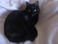 В дар! Лиза- подлиза,чёрный котенок -девочка 5-ти месяцев - Изображение #2, Объявление #769602