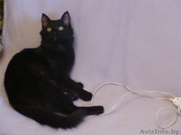 В дар! Лиза- подлиза,чёрный котенок -девочка 5-ти месяцев - Изображение #3, Объявление #769602