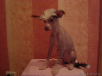 Китайская хохлая - Изображение #2, Объявление #767713