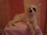 Китайская хохлая - Изображение #7, Объявление #767713