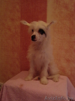 Китайская хохлая - Изображение #6, Объявление #767713