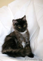 Сенечка-малыш=) - Изображение #1, Объявление #765764