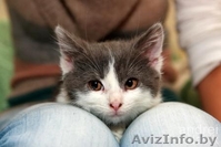 Милый котенок девочка - Изображение #1, Объявление #781688