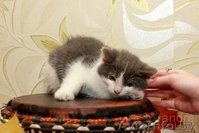 Милый котенок девочка - Изображение #3, Объявление #781688