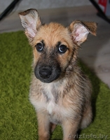  	 Где же ты,мой ХОЗЯИН??? - Изображение #2, Объявление #771656