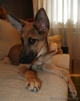 Хозяин,где же ты??? - Изображение #2, Объявление #773931