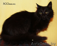 ЦЫГАН - черный пушистый страстный кошак, 1.5. года, В ДАР - Изображение #3, Объявление #781913