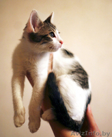 Зося - спокойная котёнок девочка в дар! - Изображение #2, Объявление #767270