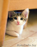 Зося - спокойная котёнок девочка в дар! - Изображение #1, Объявление #767270