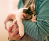 Зося - спокойная котёнок девочка в дар! - Изображение #3, Объявление #767270