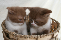 БРИТАШКИ РЕДКОГО ОКРАСА - КОРИЦА - Изображение #9, Объявление #777283