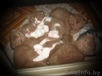 БРИТАШКИ РЕДКОГО ОКРАСА - КОРИЦА - Изображение #3, Объявление #777283