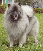 Щенки Кеесхонда/вольф шпица - Изображение #1, Объявление #158630