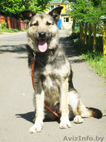 Жужа,милая умная и весёлая собачка,ищет любящих хозяев! - Изображение #3, Объявление #769397