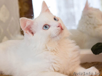 Стасик – голубоглазый блондин, который слушает и слышит сердцем. - Изображение #2, Объявление #770033