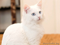 Стасик – голубоглазый блондин, который слушает и слышит сердцем. - Изображение #3, Объявление #770033