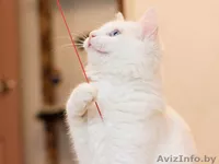 Стасик – голубоглазый блондин, который слушает и слышит сердцем. - Изображение #4, Объявление #770033