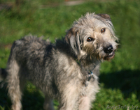 Собаки приюта в дар, в добрые руки! - Изображение #6, Объявление #534322