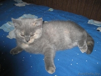 Питомник Amber miracle предлагает замечательных британских котят шоу класса - Изображение #3, Объявление #776115