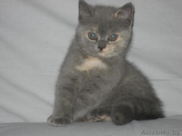 Питомник Amber miracle предлагает замечательных британских котят шоу класса - Изображение #4, Объявление #776115