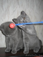 Питомник Amber miracle предлагает замечательных британских котят шоу класса - Изображение #6, Объявление #776115