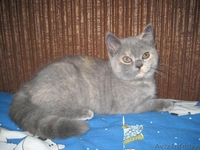 Британские котята шоу класса (FiFe) для души, участия в выставках и дл - Изображение #4, Объявление #775707
