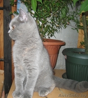 Британские котята шоу класса (FiFe) для души, участия в выставках и дл - Изображение #5, Объявление #775707