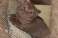 БРИТАШКИ РЕДКОГО ОКРАСА - КОРИЦА - Изображение #7, Объявление #777283