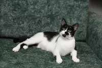 Анфиса - необыкновенно ласковая кошечка в дар! - Изображение #2, Объявление #768170