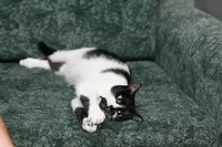 Анфиса - необыкновенно ласковая кошечка в дар! - Изображение #4, Объявление #768170